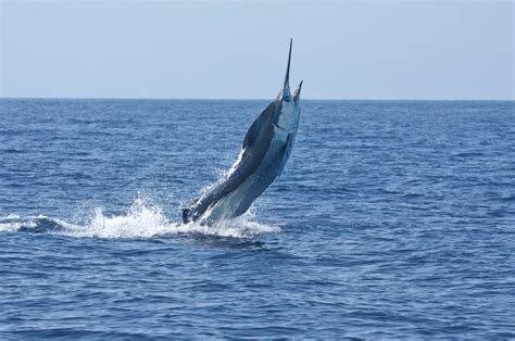 Exploring the Different Techniques Used in Blue Marlin Fishing Charters